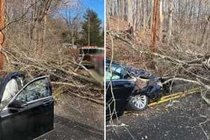 2 People Hospitalized After Tree Falls On Occupied Car In Northern Westchester