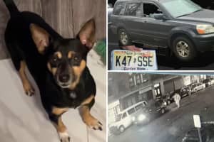 Update: Police Still Searching For Vehicle With Dog Inside Stolen In Westchester