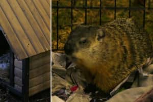 Early Spring Or More Winter? Malverne's Prognosticating Groundhog Has Spoken