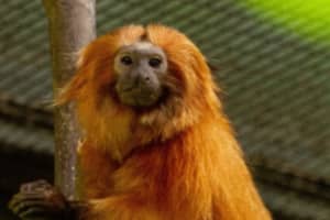 CT's Beardsley Zoo Announces Death Of Beloved Golden Lion Tamarin