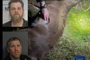Poachers Fatally Shot Fox, Deer From Truck In Colrain: Police