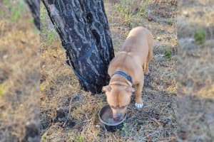 Animal Cruelty: Abandoned Dog Found Tied To Tree In Region During Heatwave