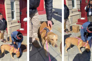 DC Dog Celebrates Third Birthday By Meeting Crews Who Saved Her From House Fire