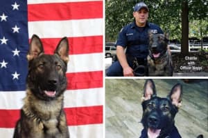 First Active K9 Officer In Decades At Police Department In Northern Westchester Dies
