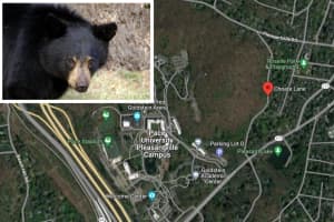 Bear Spotted Near University Campus In Westchester