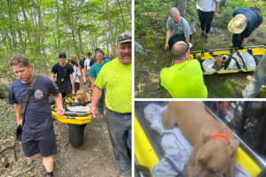 Dog Rescued After Jumping 34 Feet From Tower In CT State Park