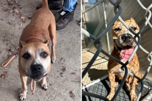 Westchester Animal Shelter Seeks Answers After Dog Chained To Front Door, Abandoned