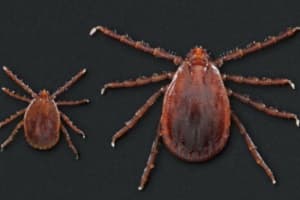 Invasive Tick Found In CT: Could Have 'Significant' Health Impact, Researchers Say