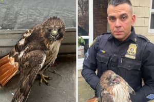 Video: Police Help Hawk Fly Free After It Crashes Into Westchester Home
