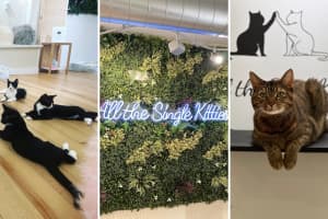 New Cat Café In Connecticut Helps Cuddly Kittens Find Furever Homes