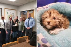 Police Locate 3-Month-Old Puppy Stolen From Long Island Pet Store