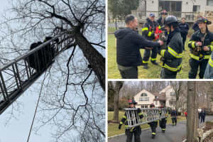 Cat Stuck In Tree: Pet Rescue Gives Firefighters Chance To Train In Northern Westchester