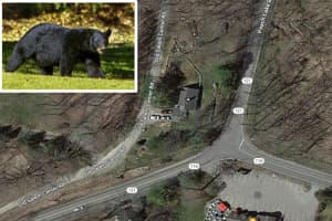 Pair Of Bears Spotted Near North Salem Intersection: Here's Where
