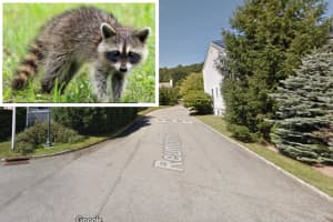 Rabid Raccoon Found In Westchester: Officials Issue Warning About Fatal Disease