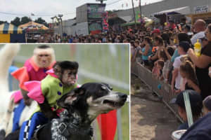 Fair's Dog-Riding Monkey Attraction Denounced By Local Town Supervisor In Orange County
