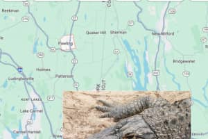 Live Alligator Discovered At Scene Of Stabbing In Pawling Residence