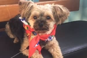SEEN HIM? 5-Year-Old Yorkie Stolen In Clifton Home Burglary