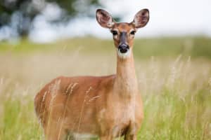 Deer Culled At William Floyd Estate Results In Donation Of 500 Pounds Of Venison To Food Bank