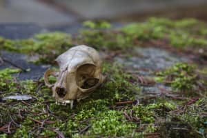 Staatsburgh Historic Site Brings Skull And Bones Nature Program