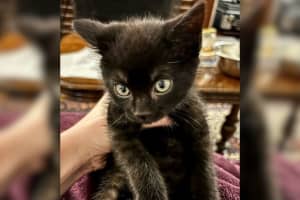 5-Week-Old Kitten Saved From Freezing To Death By Boston Animal Rescue