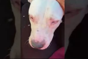 Dog Blinded In Philly Bleach Attack Needs Help With Vet Bills