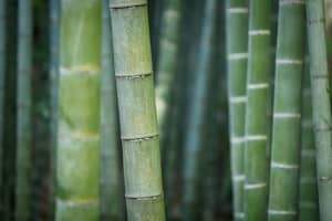 Bamboo Planting Banned In This Westchester Town After Complaints From Residents