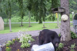 Man Injured By Black Bear While Checking Noise Outside Home In Area