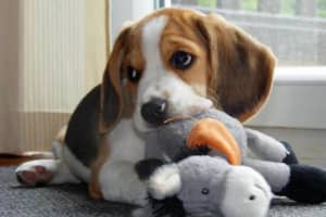 Harrison Fundraiser Aimed At Halting Laboratory Tests On  Beagles