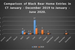 Here's How Many Bears Have Entered Homes Of CT Residents, Called ‘Unprecedented' By DEEP