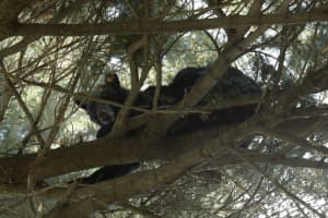 Black Bear Removed From Tree In Albany Park