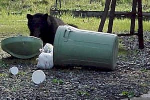 Rise In Ramapo Bear Sightings Sparks Concerns