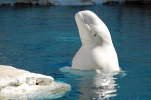 CT Aquarium Says Another Beluga Whale 'Extremely Ill' Weeks After Another Whale's Death