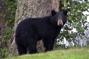 Dog Attacked By Bear In Morris County Backyard, Police Say