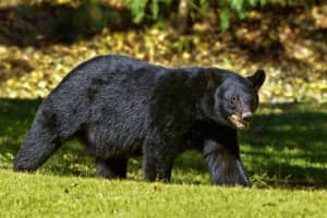 225-Pound Black Bear That Attacked Connecticut Boy Had 'Rare Pieces Of Macaroni' In Stomach