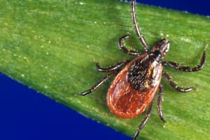 Case Of Potentially Fatal Powassan Virus Reported In Windham County