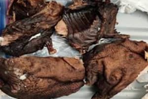 CDC Tells Customs Agents To Destroy Mysterious ‘Bushmeat’ Seized At Newark Airport