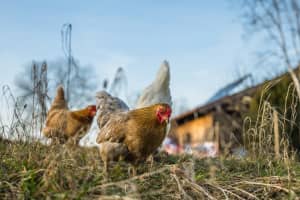 'Highly-Pathogenic' Avian Flu Strain Found In Backyard Flock In Charles County