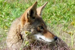 Two Coyotes Kill Deer In Briarcliff Manor