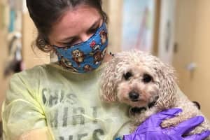 Heart-Winning Jersey Shore Poodle Seeks New Home After Brothers Die Of Coronavirus