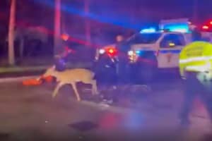 Deer Tries Hoofing It Across GWB, Rescued By Port Authority Responders
