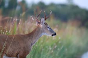 Dead Deer In Middlesex County Tests Positive For Hemorrhagic Disease, Officials Say