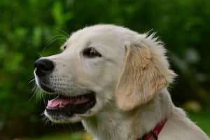Can You Guess? New Study Reveals CT's Favored Dog Breed