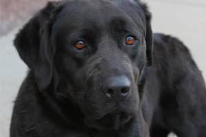 Sweet Bergen County Lab Who Survived Alone In The Woods Needs A Home