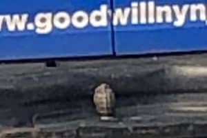 Bomb Squad Called After Grenade Turns Up In Bergen Goodwill Donations