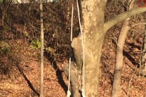 KNOW ANYTHING? Suspicious Cord Found Hanging From Lansdale Park Tree