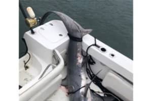 Nassau Shark Incident Being Investigated For Possible Federal Violations