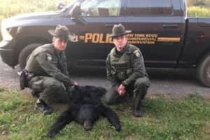 Mother Bear Illegally Shot, Killed In NY, DEC Says