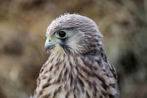 Hawk Attacks, Kills Small Dog In CT: 'Please Be Cautious,' Animal Control Officials Say