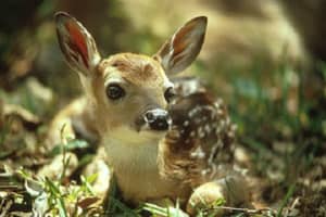 Don't Fawn Over It: Here's What To Do If You Spot A Baby Deer All Alone