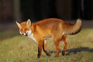 Aggressive Fox Attacked Dog Near Harford County School, Health Officials Say